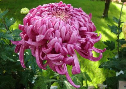 Chrysanthemum