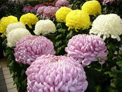 Chrysanthemum