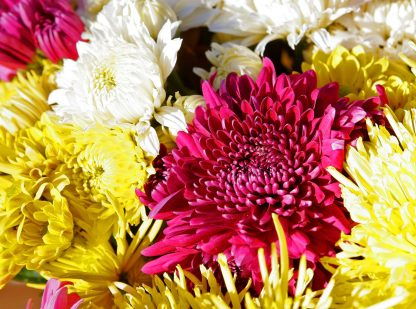 Chrysanthemum