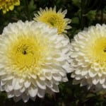 white chrysanthemum