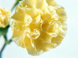 carnation