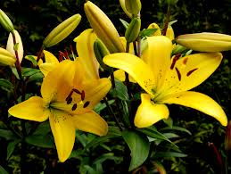 yellow lily