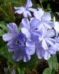 Plumbago capensis