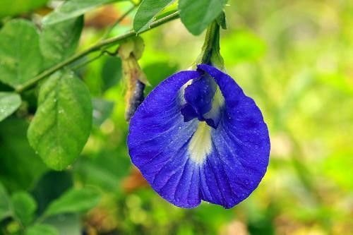 butterfly pea flower