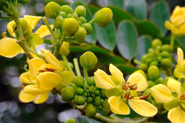 Cassia tree