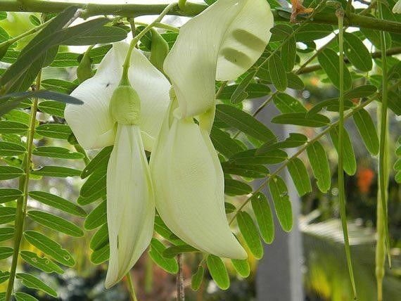 sesbania flower