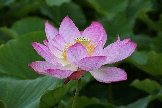 pink lotus