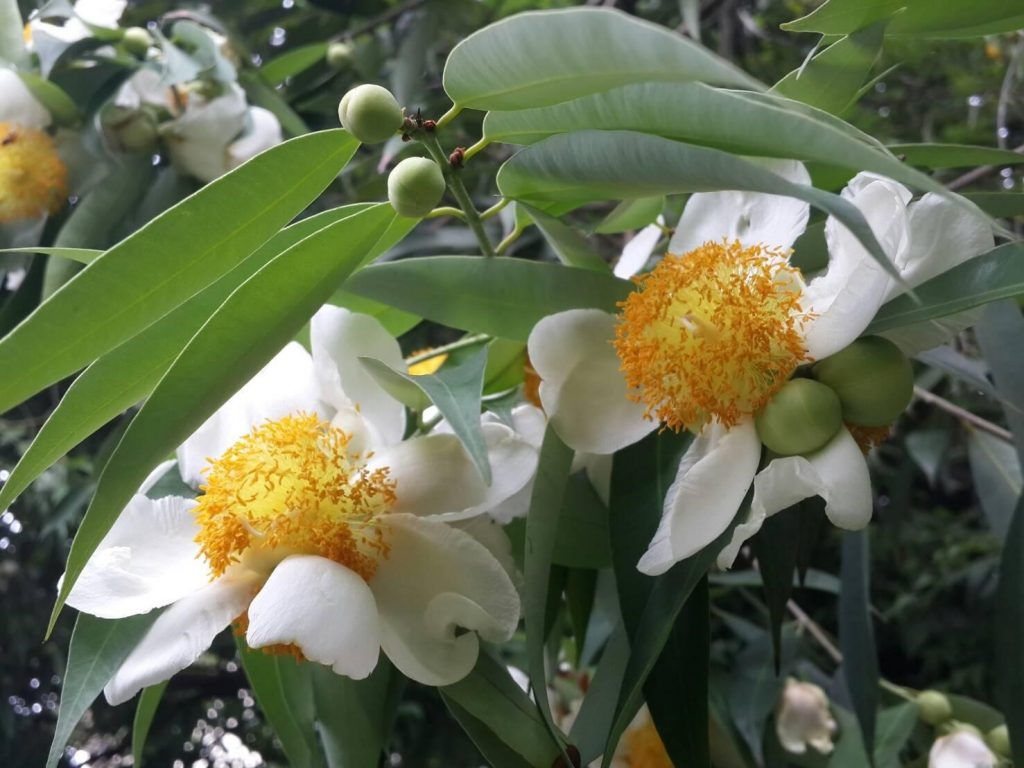 boonnaka flower