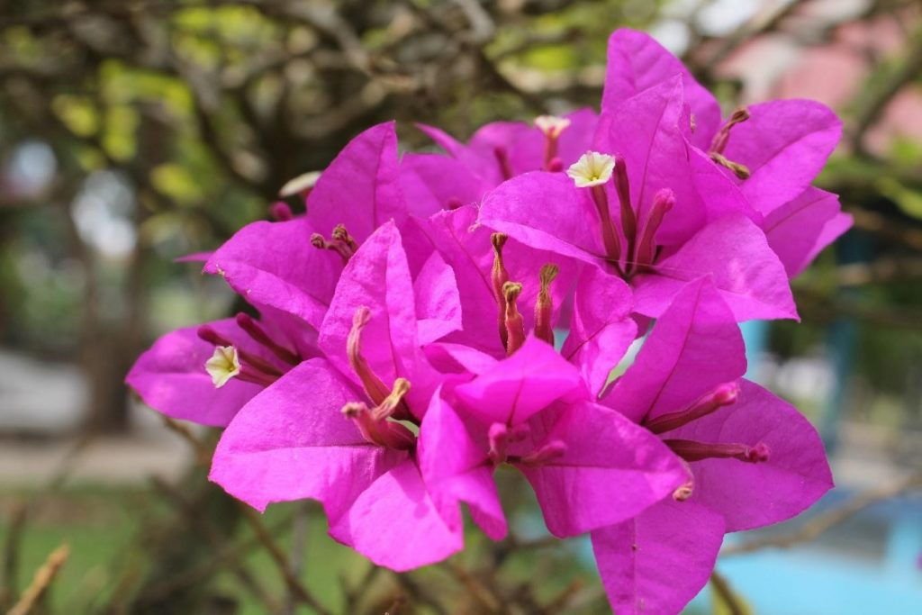 bougainvillea flower