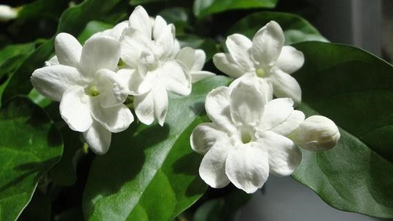 jasmine flower