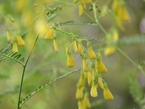 sesbania flower