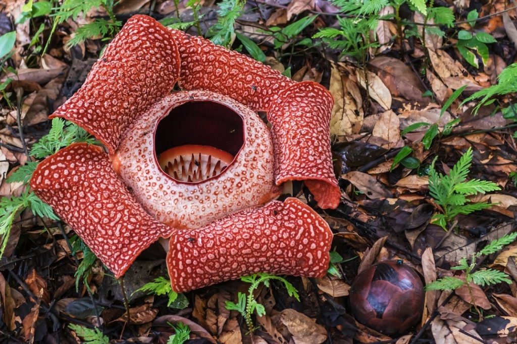 ดอก Stinking corpse lily หรือ Rafflesia หรือบัวกลิ่นศพ ที่โตในป่า
