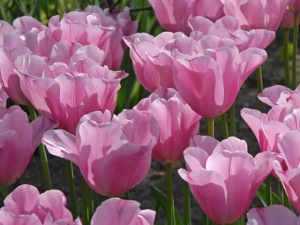 ราศีกันย์-tulip